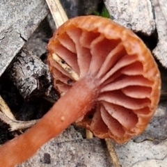 Laccaria sp. at West Goulburn Bushland Reserve - 1 Jun 2024 11:49 AM