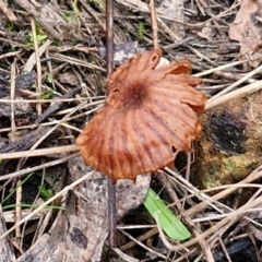 Laccaria sp. at West Goulburn Bushland Reserve - 1 Jun 2024 11:49 AM