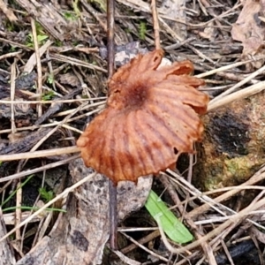 Laccaria sp. at West Goulburn Bushland Reserve - 1 Jun 2024 11:49 AM