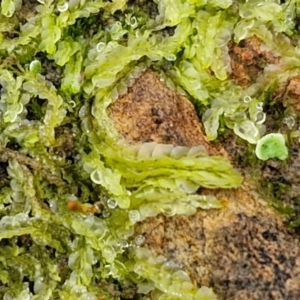 Unidentified Moss, Liverwort or Hornwort at suppressed by trevorpreston