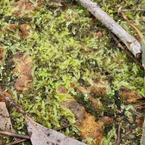 Chiloscyphus sp. at West Goulburn Bushland Reserve - 1 Jun 2024