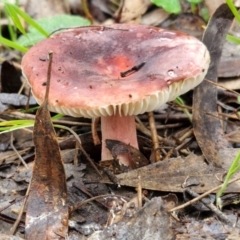 Unidentified Cap on a stem; gills below cap [mushrooms or mushroom-like] at Goulburn, NSW - 1 Jun 2024 by trevorpreston