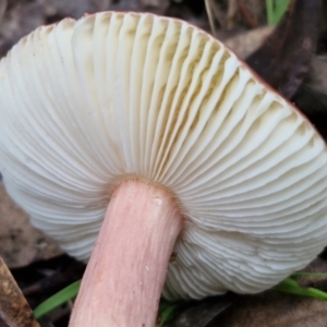 Russula sp. (genus) at West Goulburn Bushland Reserve - 1 Jun 2024