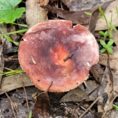 Russula sp. (genus) at West Goulburn Bushland Reserve - 1 Jun 2024