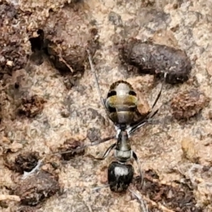 Camponotus aeneopilosus at West Goulburn Bushland Reserve - 1 Jun 2024 11:45 AM