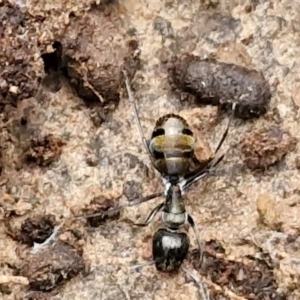 Unidentified Ant (Hymenoptera, Formicidae) at suppressed by trevorpreston
