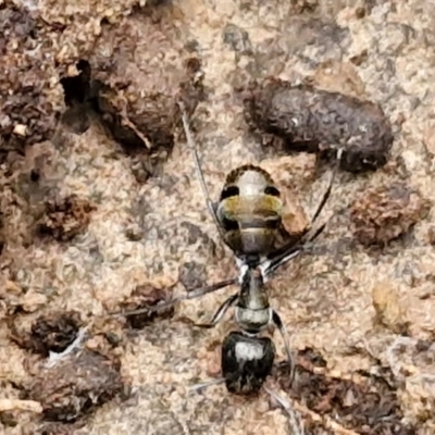 Camponotus aeneopilosus (A Golden-tailed sugar ant) at Goulburn, NSW - 1 Jun 2024 by trevorpreston