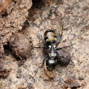 Camponotus aeneopilosus at West Goulburn Bushland Reserve - 1 Jun 2024