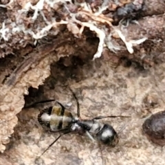 Camponotus aeneopilosus at West Goulburn Bushland Reserve - 1 Jun 2024 11:45 AM