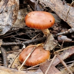 Unidentified Cap on a stem; gills below cap [mushrooms or mushroom-like] at Goulburn, NSW - 1 Jun 2024 by trevorpreston