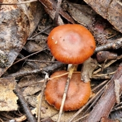 Cortinarius sp. at West Goulburn Bushland Reserve - 1 Jun 2024