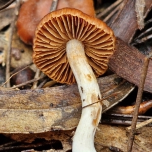 Cortinarius sp. at West Goulburn Bushland Reserve - 1 Jun 2024