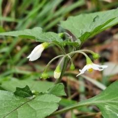 Solanum nigrum (Black Nightshade) at West Goulburn Bushland Reserve - 1 Jun 2024 by trevorpreston