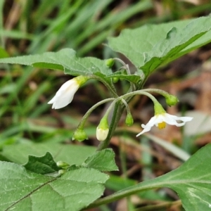 Solanum nigrum at West Goulburn Bushland Reserve - 1 Jun 2024