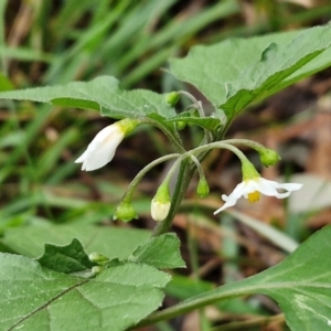 Solanum nigrum at suppressed by trevorpreston