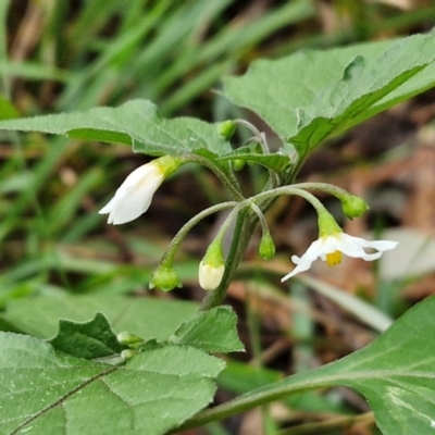 Solanum nigrum (Black Nightshade) at Goulburn, NSW - 1 Jun 2024 by trevorpreston