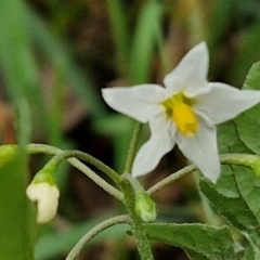 Solanum nigrum at West Goulburn Bushland Reserve - 1 Jun 2024