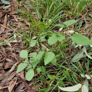 Solanum nigrum at West Goulburn Bushland Reserve - 1 Jun 2024