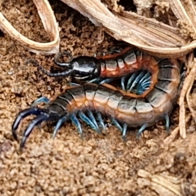 Unidentified Centipede (Chilopoda) at Goulburn, NSW - 1 Jun 2024 by trevorpreston