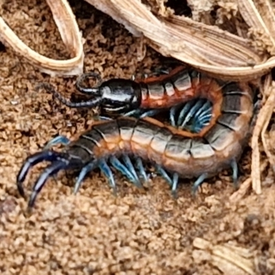 Cormocephalus aurantiipes at Goulburn, NSW - 1 Jun 2024 by trevorpreston