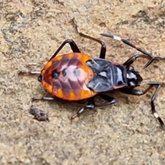 Oechalia schellenbergii (Spined Predatory Shield Bug) at Goulburn, NSW - 1 Jun 2024 by trevorpreston