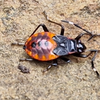 Oechalia schellenbergii (Spined Predatory Shield Bug) at West Goulburn Bushland Reserve - 1 Jun 2024 by trevorpreston