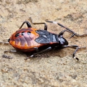 Oechalia schellenbergii at West Goulburn Bushland Reserve - 1 Jun 2024