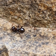 Notoncus gilberti (Smooth Epaulet Ant) at Goulburn, NSW - 1 Jun 2024 by trevorpreston