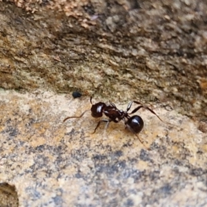 Notoncus gilberti at West Goulburn Bushland Reserve - 1 Jun 2024