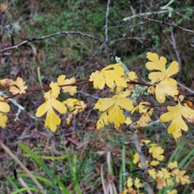 Crataegus monogyna (Hawthorn) at Goulburn, NSW - 1 Jun 2024 by trevorpreston