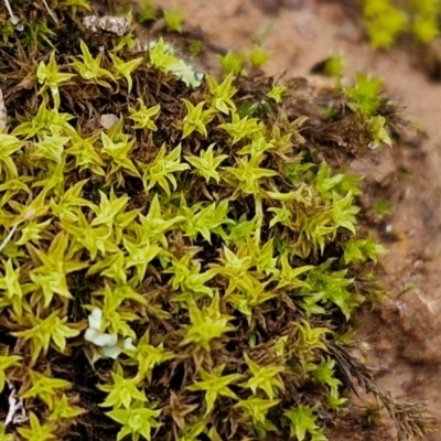 Unidentified Moss, Liverwort or Hornwort at Goulburn, NSW - 1 Jun 2024 by trevorpreston