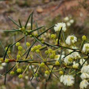 Acacia genistifolia (Early Wattle) at West Goulburn Bushland Reserve by trevorpreston