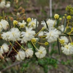 Acacia genistifolia at West Goulburn Bushland Reserve - 1 Jun 2024