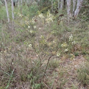 Acacia genistifolia at West Goulburn Bushland Reserve - 1 Jun 2024