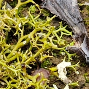 Cladia aggregata at West Goulburn Bushland Reserve - 1 Jun 2024 11:35 AM