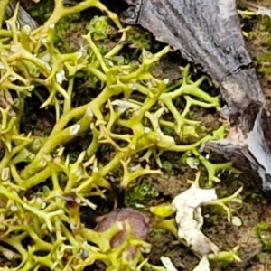 Cladia aggregata (A lichen) at West Goulburn Bushland Reserve by trevorpreston