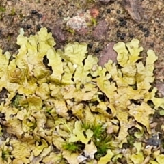 Unidentified Lichen at Goulburn, NSW - 1 Jun 2024 by trevorpreston