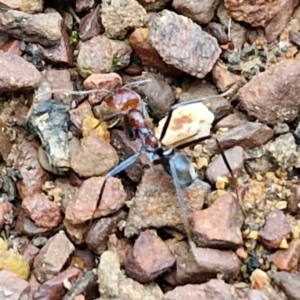 Iridomyrmex purpureus (Meat Ant) at West Goulburn Bushland Reserve by trevorpreston