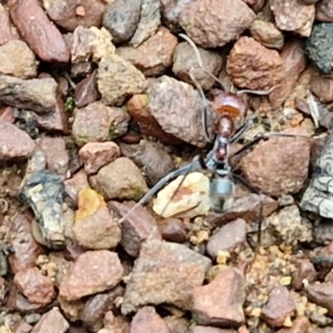 Iridomyrmex purpureus at West Goulburn Bushland Reserve - 1 Jun 2024