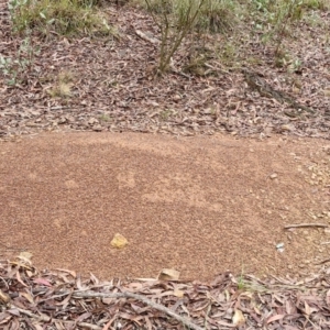 Iridomyrmex purpureus at West Goulburn Bushland Reserve - 1 Jun 2024