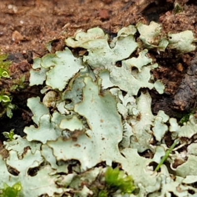 Unidentified Lichen at Goulburn, NSW - 1 Jun 2024 by trevorpreston