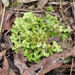 Unidentified Lichen at Goulburn, NSW - 1 Jun 2024 by trevorpreston