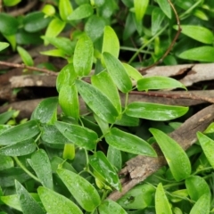 Asparagus asparagoides (Bridal Creeper, Florist's Smilax) at Goulburn, NSW - 1 Jun 2024 by trevorpreston