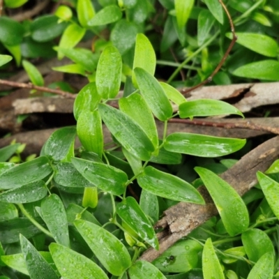 Asparagus asparagoides (Bridal Creeper, Florist's Smilax) at Goulburn, NSW - 1 Jun 2024 by trevorpreston