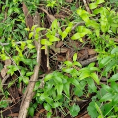 Asparagus asparagoides at West Goulburn Bushland Reserve - 1 Jun 2024