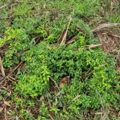 Asparagus asparagoides at West Goulburn Bushland Reserve - 1 Jun 2024