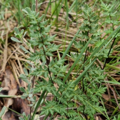 Cheilanthes austrotenuifolia (Rock Fern) at West Goulburn Bushland Reserve - 1 Jun 2024 by trevorpreston