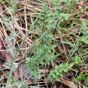 Cheilanthes austrotenuifolia at West Goulburn Bushland Reserve - 1 Jun 2024 11:31 AM