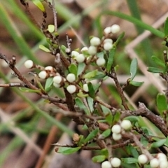 Cryptandra amara (Bitter Cryptandra) at Goulburn, NSW - 1 Jun 2024 by trevorpreston