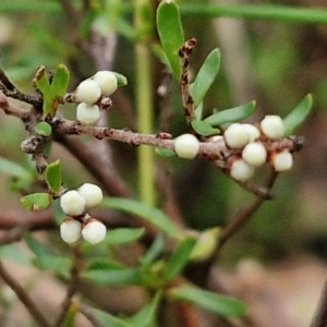 Cryptandra amara at West Goulburn Bushland Reserve - 1 Jun 2024 11:30 AM